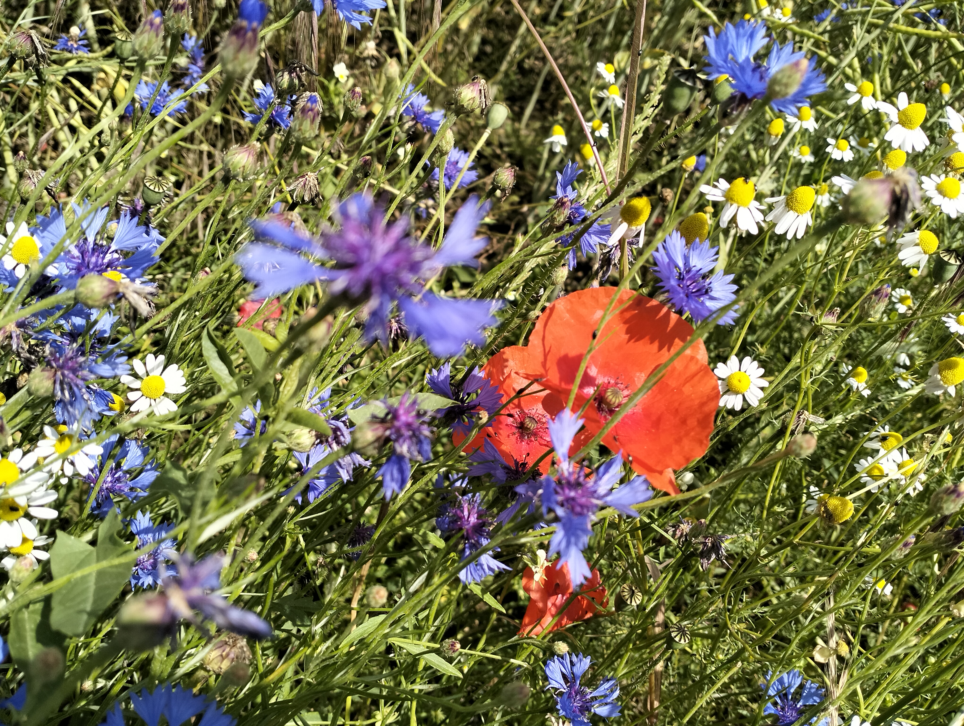 Wildflowers near Litvill Lab